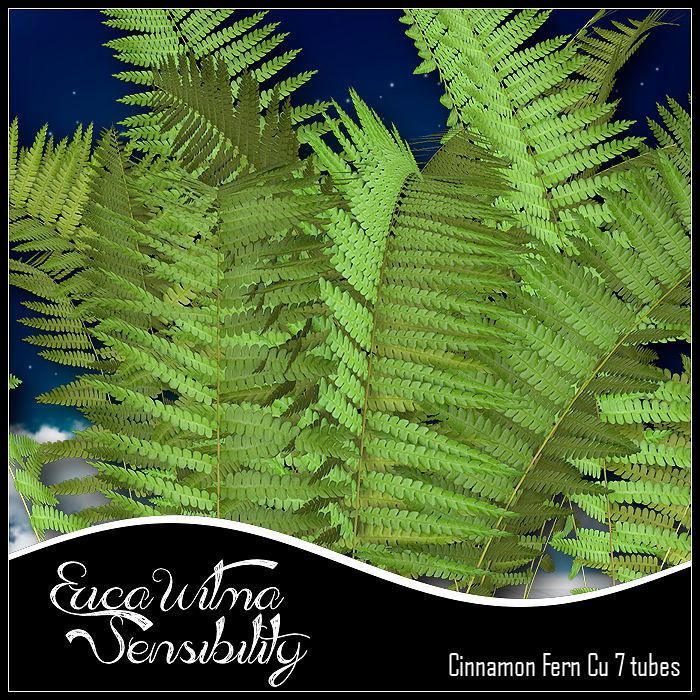 (image for) EW Cinnamon Fern